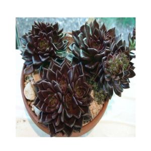 Husmah Echeveria Black Prince Succulent Seeds