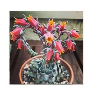 Husmah Echeveria Bloolm Succulent Seeds