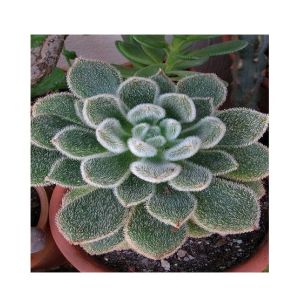 Husmah Echeveria Doris Taylor Succulent Seeds