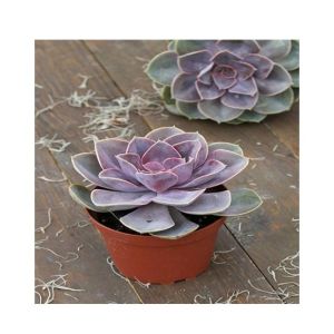 Husmah Echeveria Perle Von Numberg Succulent Seeds