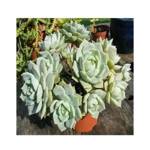Husmah Graptoveria Titubans Succulent Seeds