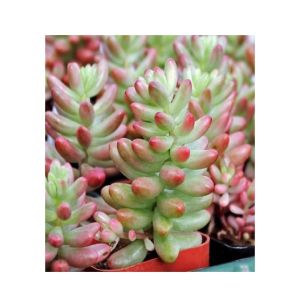 Husmah Jelly Bean Succulent Seeds