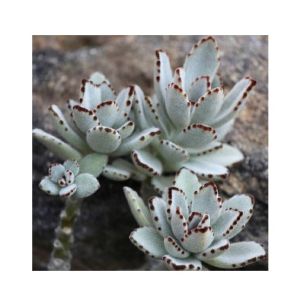 Husmah Kalanchoe Tomentosa Succulent Seeds