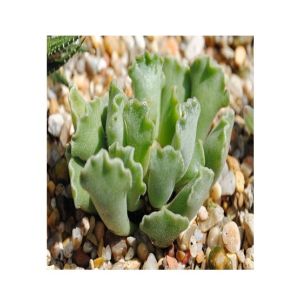 Husmah Key Lime Succulent Seeds