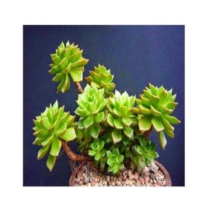 Husmah Letizia Succulent Seeds