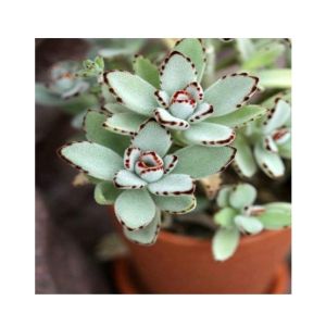 Husmah Panda Plant Succulent Seeds