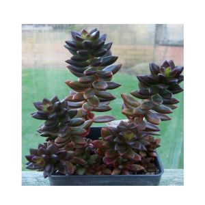 Husmah Sedevaria Jet Bead Succulent Seeds