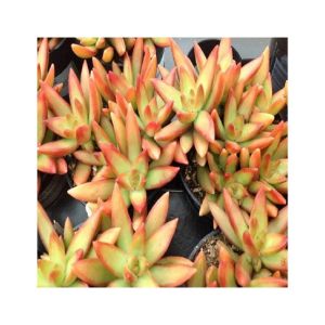 Husmah Sedum Firestorm Succulent Seeds