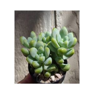 Husmah Sedum Treleasei Succulent Seeds