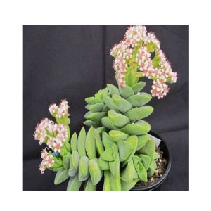 Husmah Spring Time Succulent Seeds