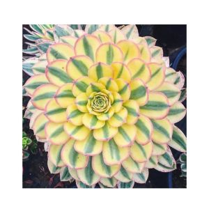 Husmah Sunburst Succulent Seeds