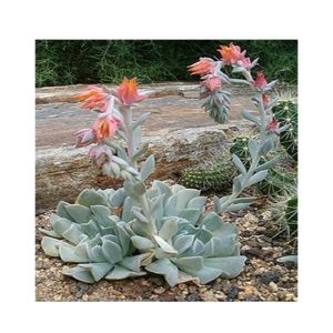 Husmah Topsy Turvy Succulent Seeds