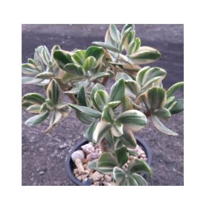 Husmah Variegated Jade Succulent Seeds