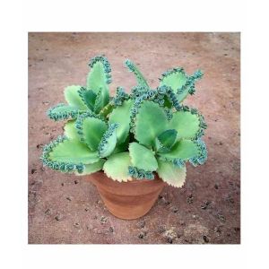 Husmah Kalanchoe Succulent Seeds