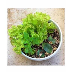 Husmah Lettuce Salad Pata Vegetable Seeds