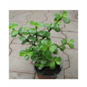 Husmah Portulacaria Afra Succulent Seeds