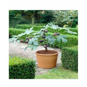Husmah Bonsai Chicago Hardy Fig Tree Seeds