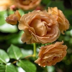 HusMah Rare Chocolate Color Imported Rose Seeds