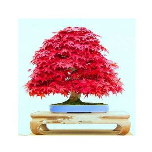 HusMah American Red Maple Seeds