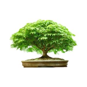 HusMah American Green Maple Seeds