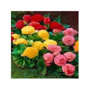 HusMah Begonia Flower Seeds- Red Yellow & Pink