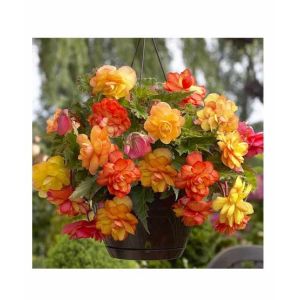 HusMah Begonia Flower Seeds- Yellow & Orange