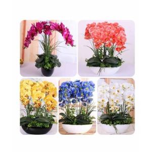 HusMah Bonsai Phalaenopsis Orchid Mix