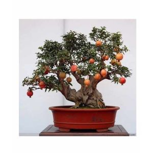 HusMah Bonsai Pomegranate Seeds