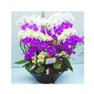 HusMah Butterfly Orchid Seeds Mixed Colors