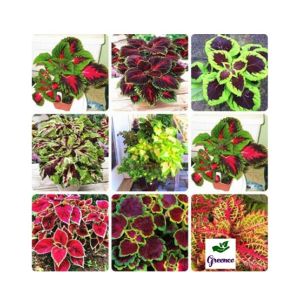 Diy Store Coleus Rainbow Mix Plant Seeds