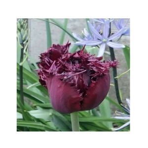 HusMah Fringed Tulip Seeds Maroon