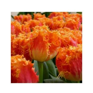 HusMah Fringed Tulip Seeds Orange