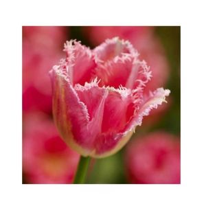 HusMah Fringed Tulip Seeds Pink