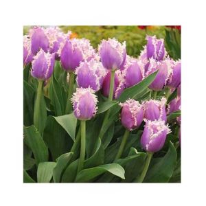HusMah Fringed Tulip Seeds Purple