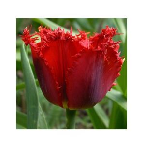 HusMah Fringed Tulip Seeds Red
