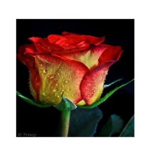 HusMah American Rare Yellow & Red Rose Seeds