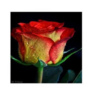 HusMah American Rare Yellow & Red Rose Seeds