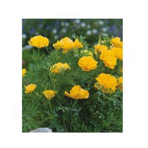 HusMah Beautiful Bonsai California Poppy Seeds