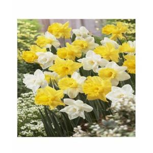 HusMah Beautiful Narcissus Flower Balcony Plant Seeds Yellow White Mix