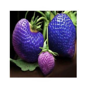 HusMah Big Giant Blue Strawberry Seeds Four Season