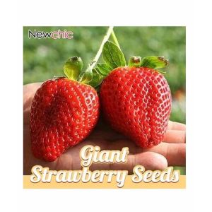 HusMah Big Giant Strawberry Seeds Four Season