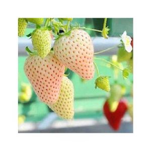 HusMah Big Giant White Strawberry Seeds Four Season