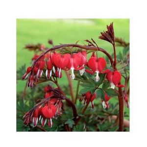 HusMah Bleeding Heart Flower Seeds Red