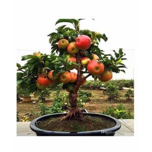 HusMah Bonsai Apple Fruit Tree Seeds