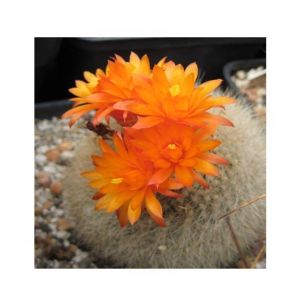 HusMah Bonsai Notocactus Graessneri Cactus Flower Seed Orange