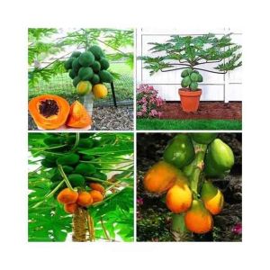 HusMah Bonsai Papaya Tree Seeds