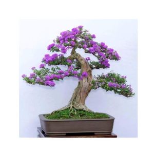 HusMah Bonsai Seeds Japanese Lilac Seeds Extremely Fragrant