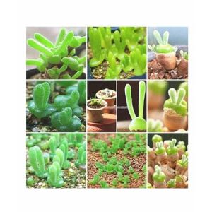 HusMah Bonsai Succulents Monilaria Obconica Bunny Rabbit Shape