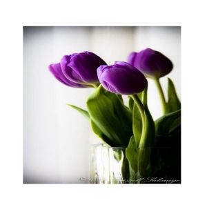 HusMah Bulgarian High Grade Dark Blue Tulip Seeds