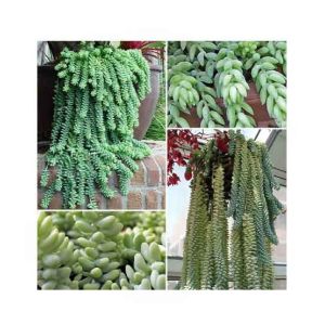 HusMah Burro's Tail Succulent Seeds